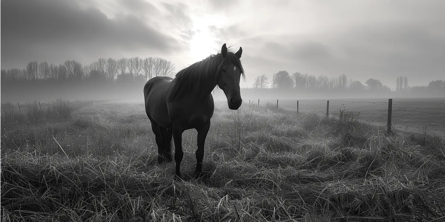 Emocjonujące i uroczyste pożegnanie pupila - tylko w krematorium dla zwierząt